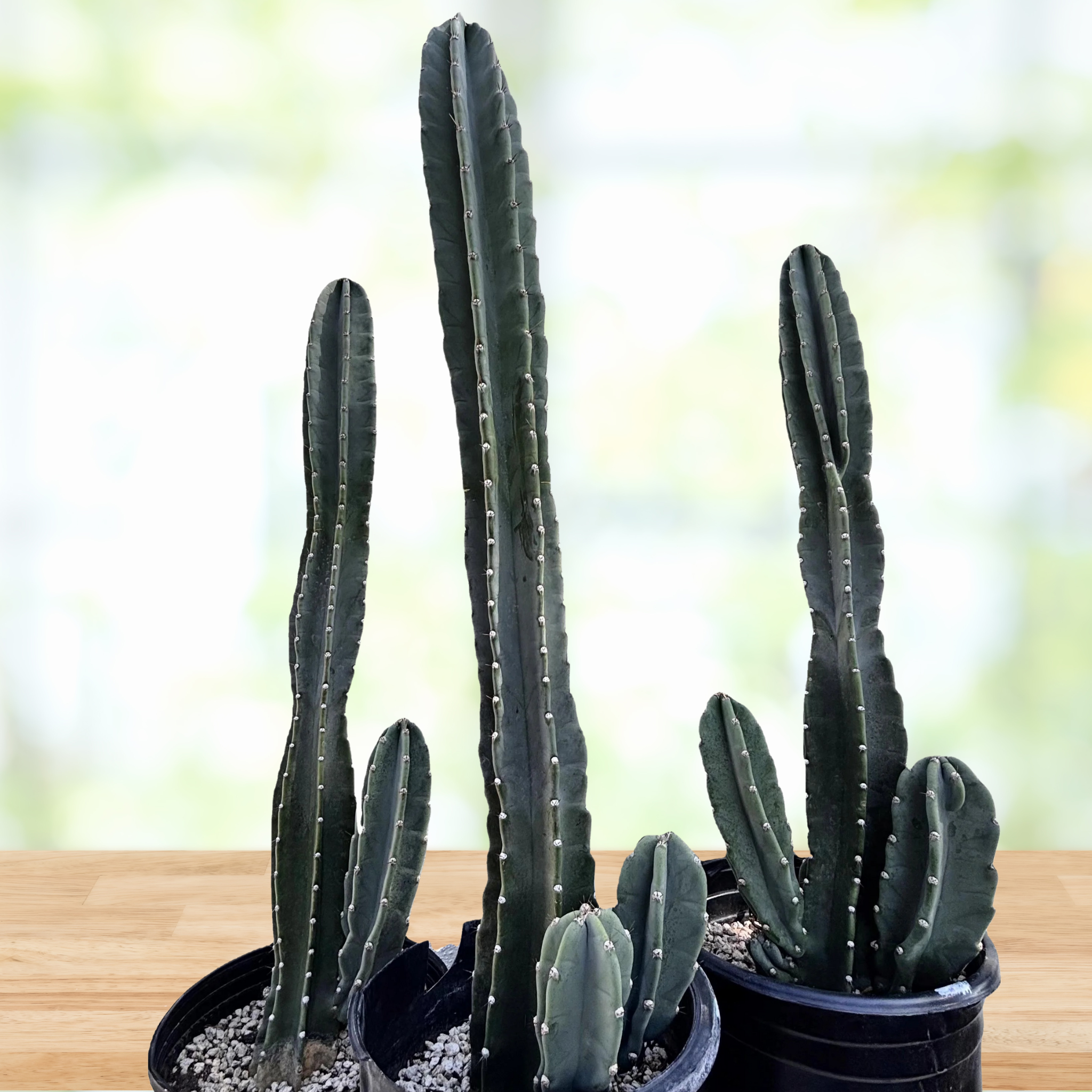 Three tall Peruvian apple cactus, Cereus peruvianus in black pots on a wooden surface with a blurred green background