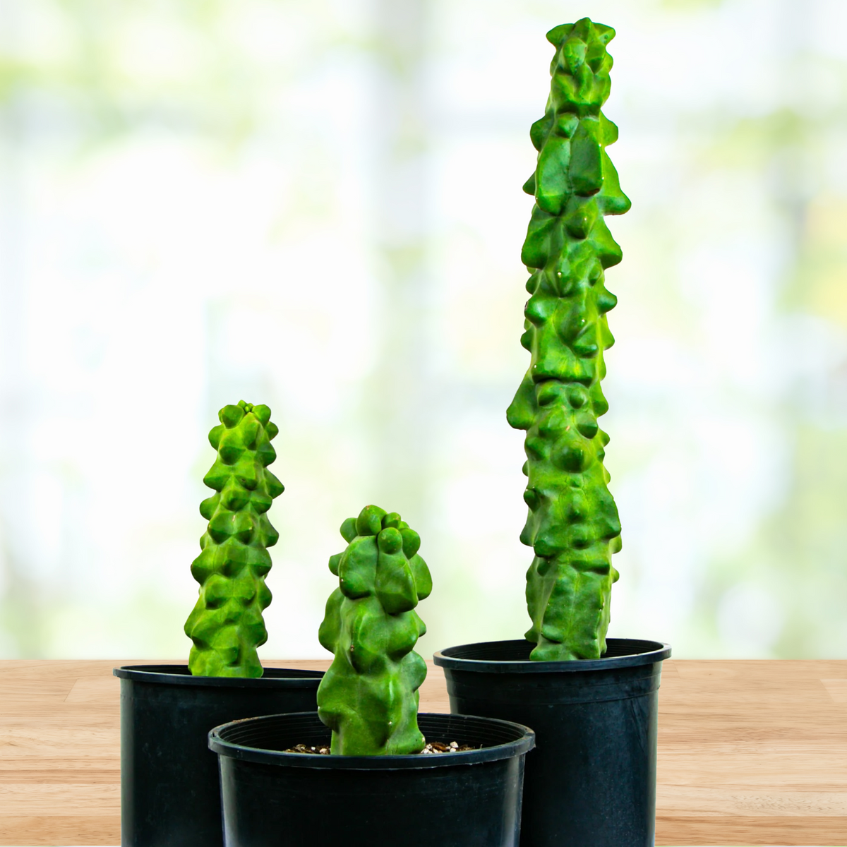 Three potted Totem pole major cactus, Lophocereus schotti mostrosus on a wooden surface with a blurred natural background