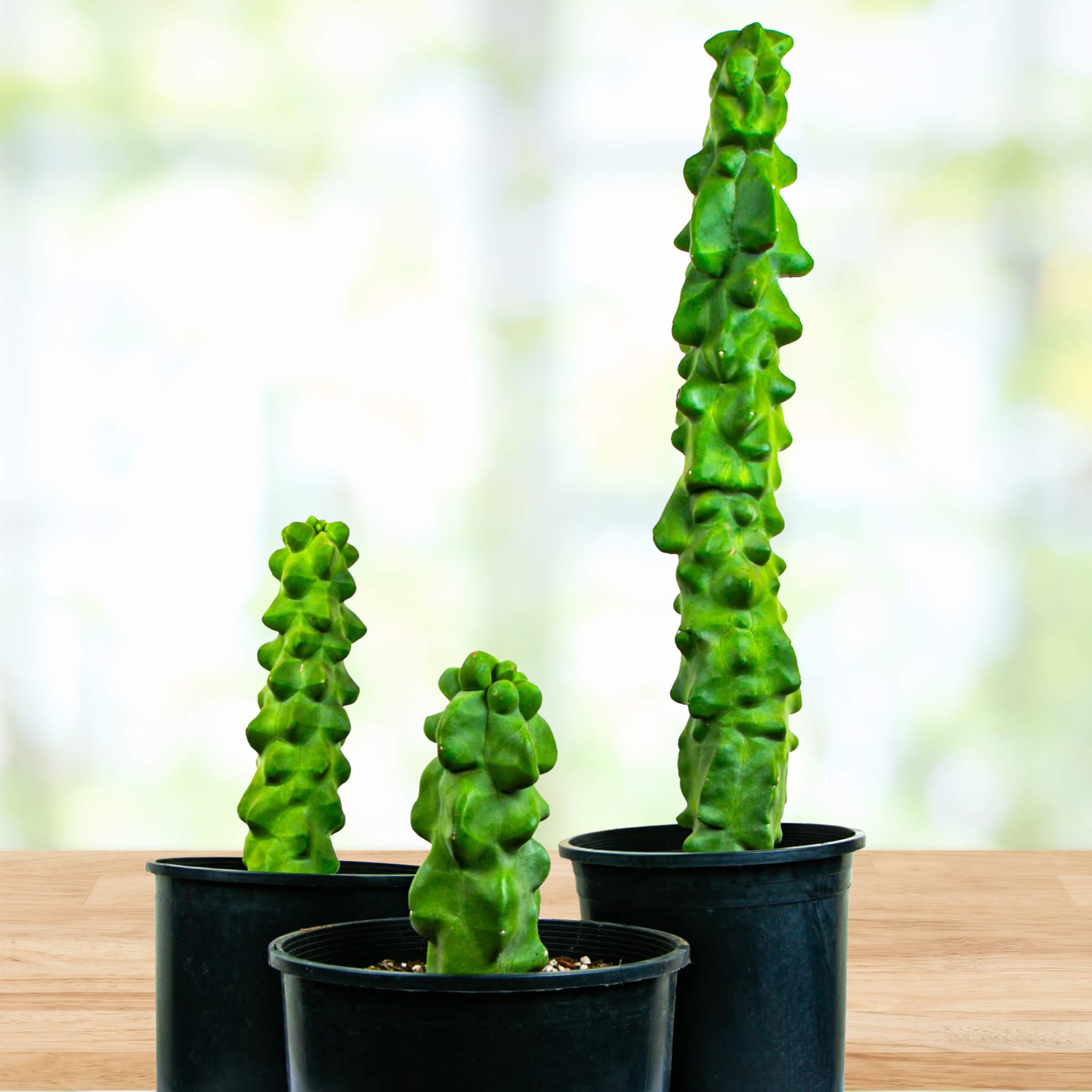 Three potted Totem pole major cactus, Lophocereus schotti mostrosus on a wooden surface with a blurred natural background