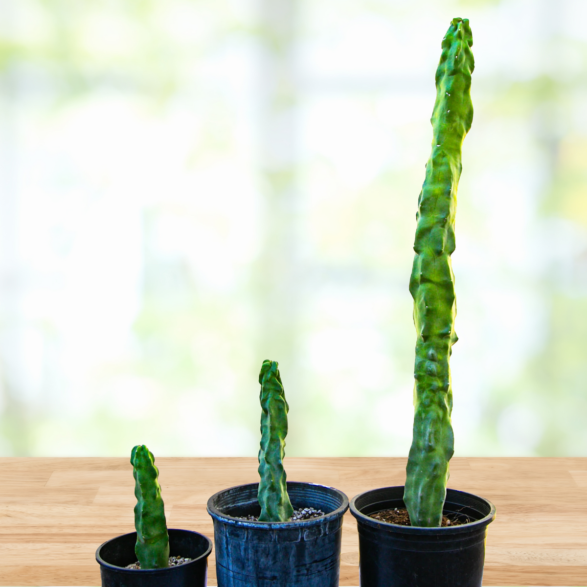 Three potted Totem pole minor cactus, skinnny Lophocereus schotti mostrosus on a wooden surface with a blurred natural background