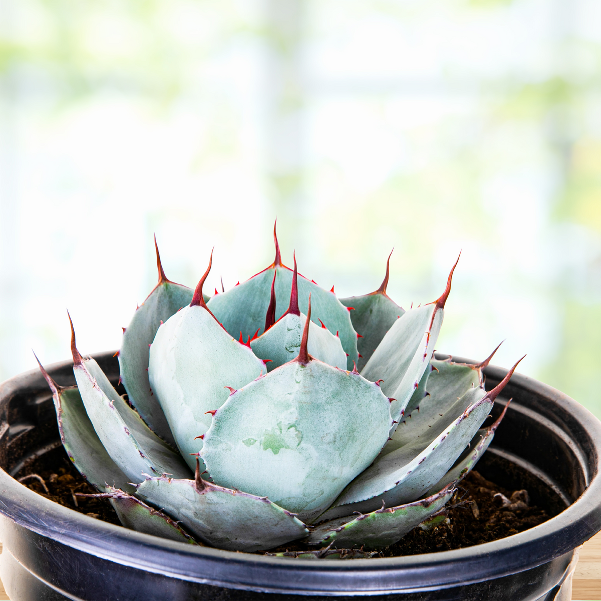 Potted Artichoke agave, Agave parryi truncata, with blue green leaves and red terminal spines on a blurred background