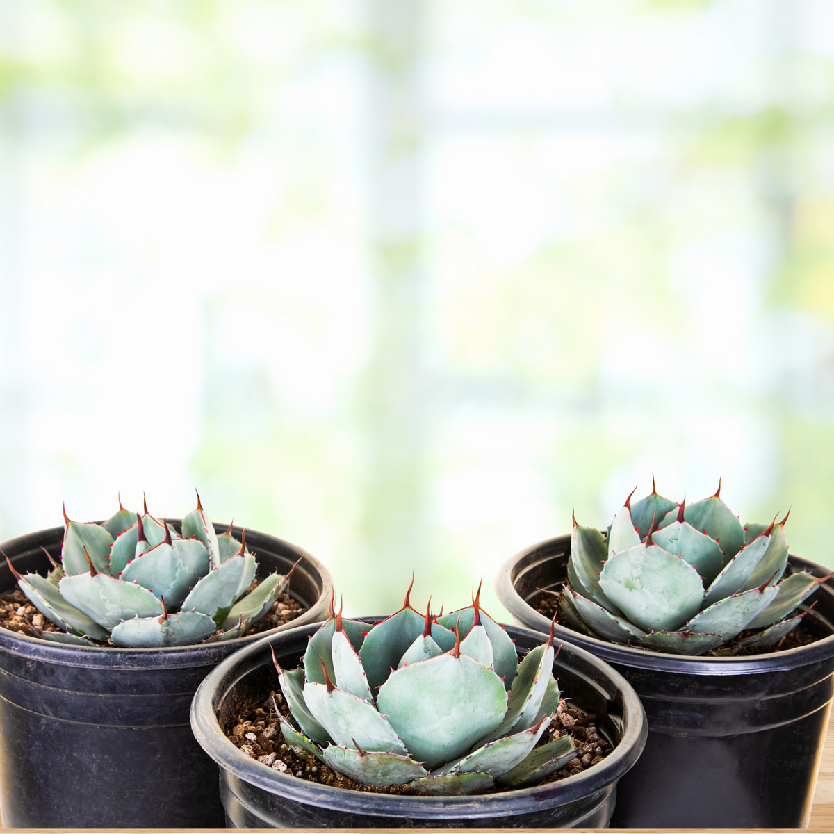 Three potted Artichoke agaves, Agave parryi truncata, with blue green leaves and red terminal spines on a blurred background