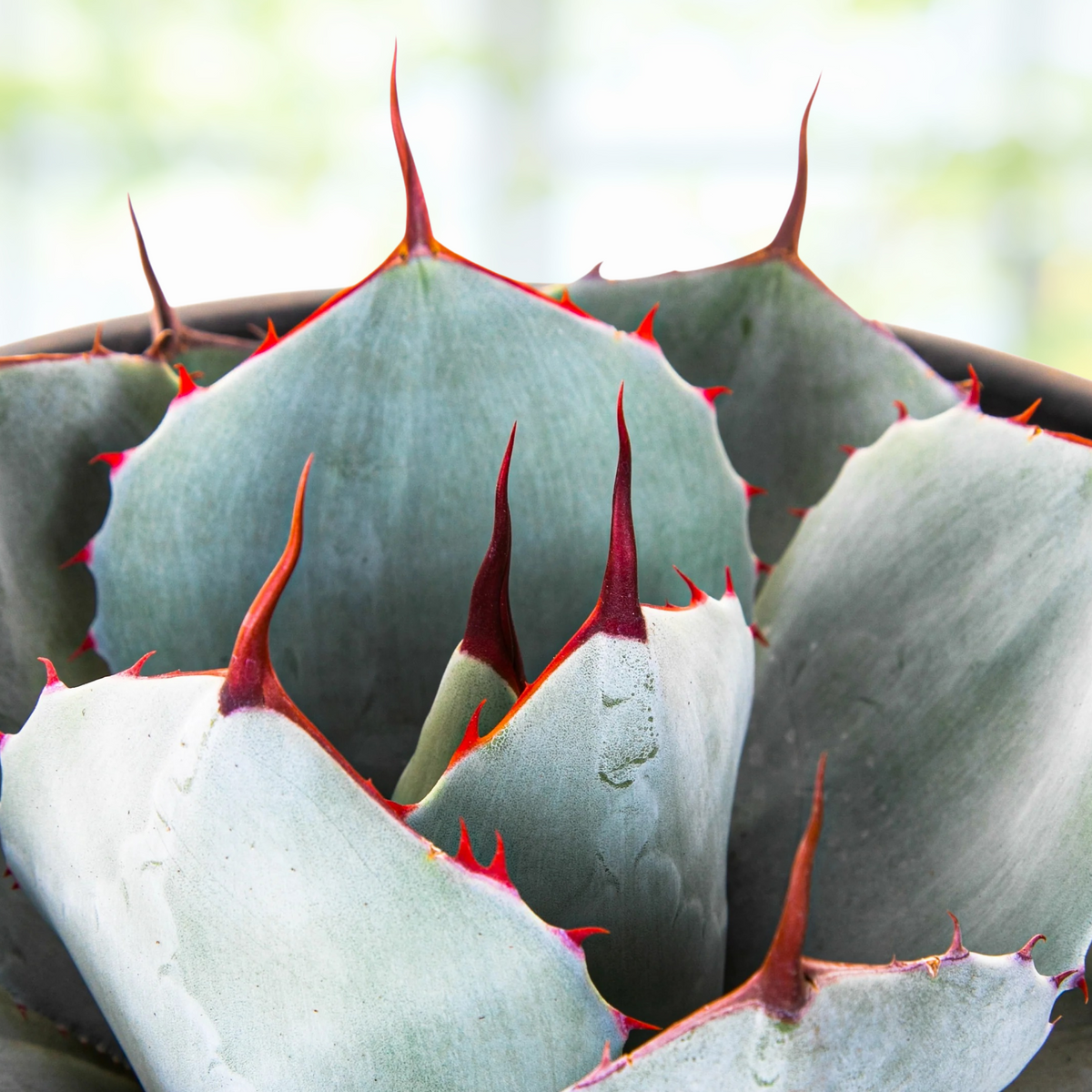 Close up of a Potted Artichoke agave, Agave parryi truncata, with blue green leaves and red terminal spines on a blurred background