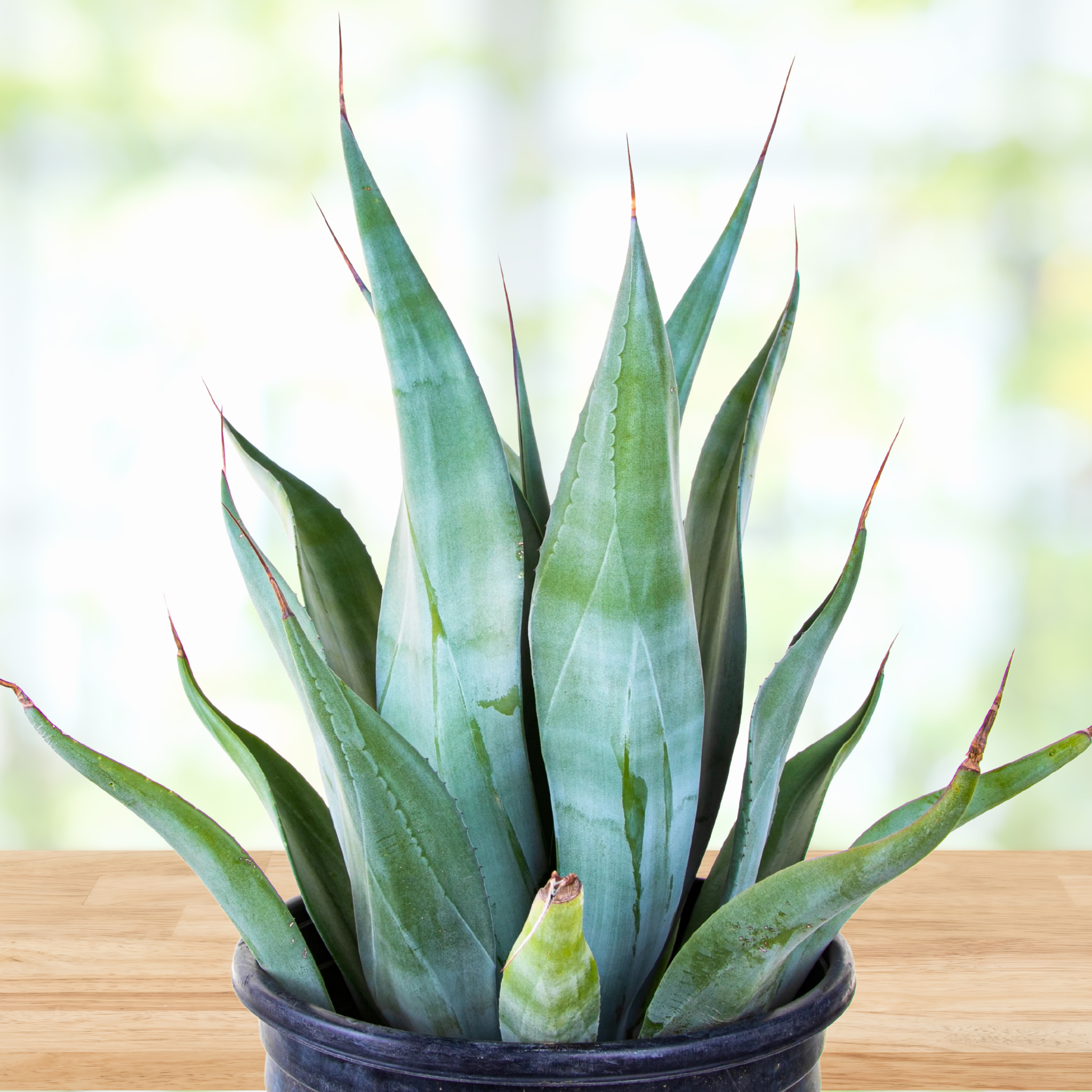 Potted blue green century plant agave, Agave weberi, on a wooden surface with a blurred background
