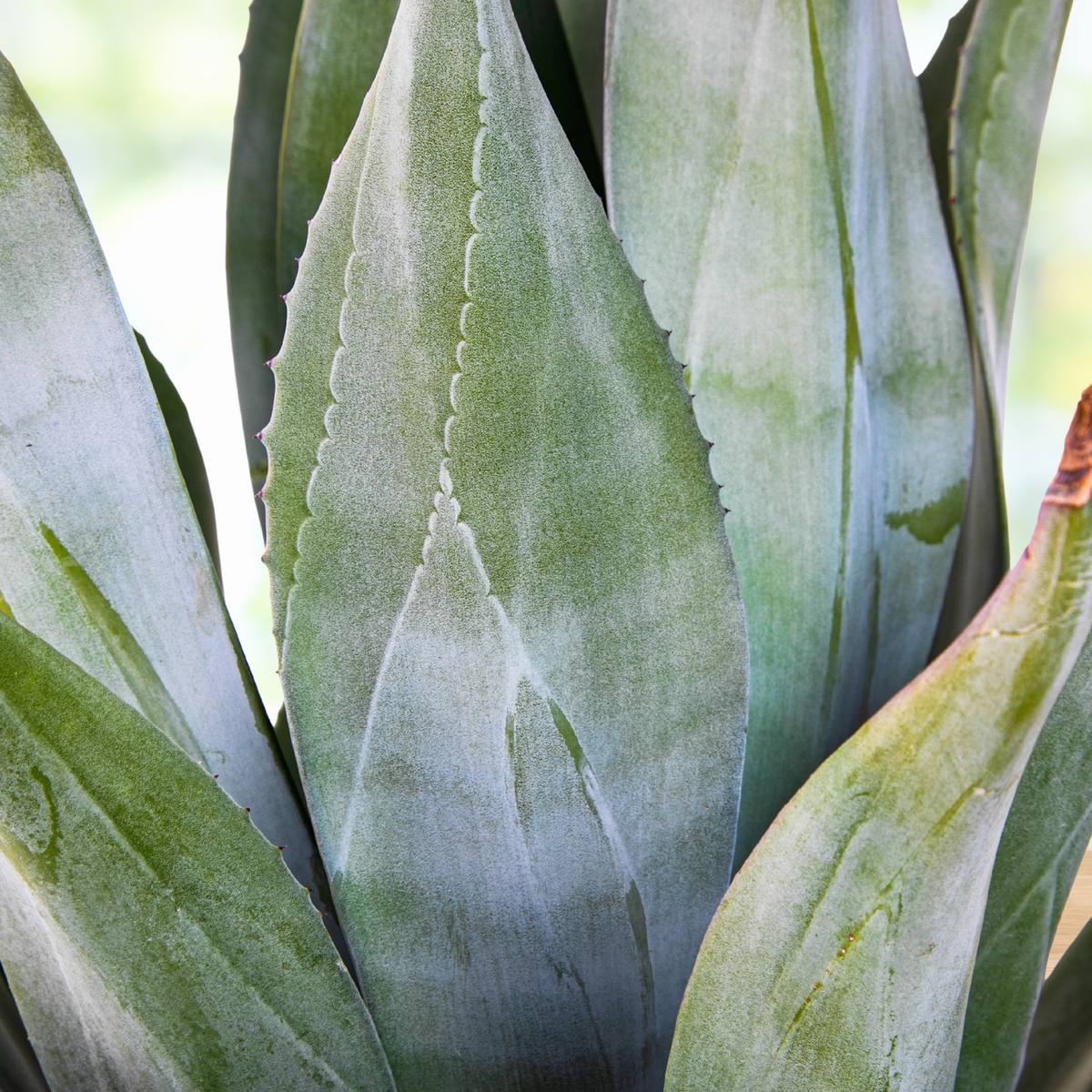 Close up of a potted blue green century plant agave, Agave weberi, on a wooden surface with a blurred background