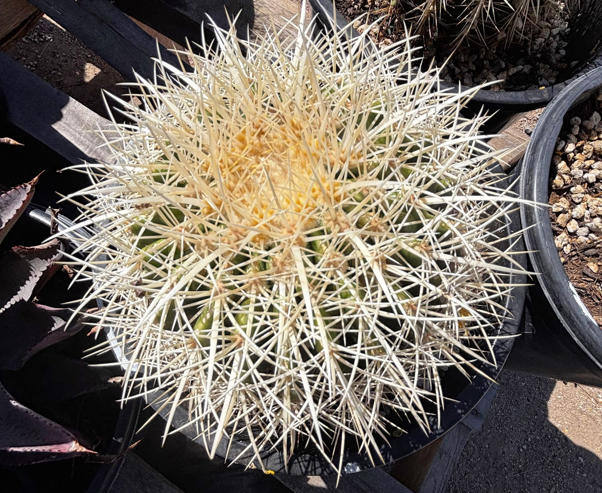 White spine golden barrel cactus Echinocactus grusonii for sale online