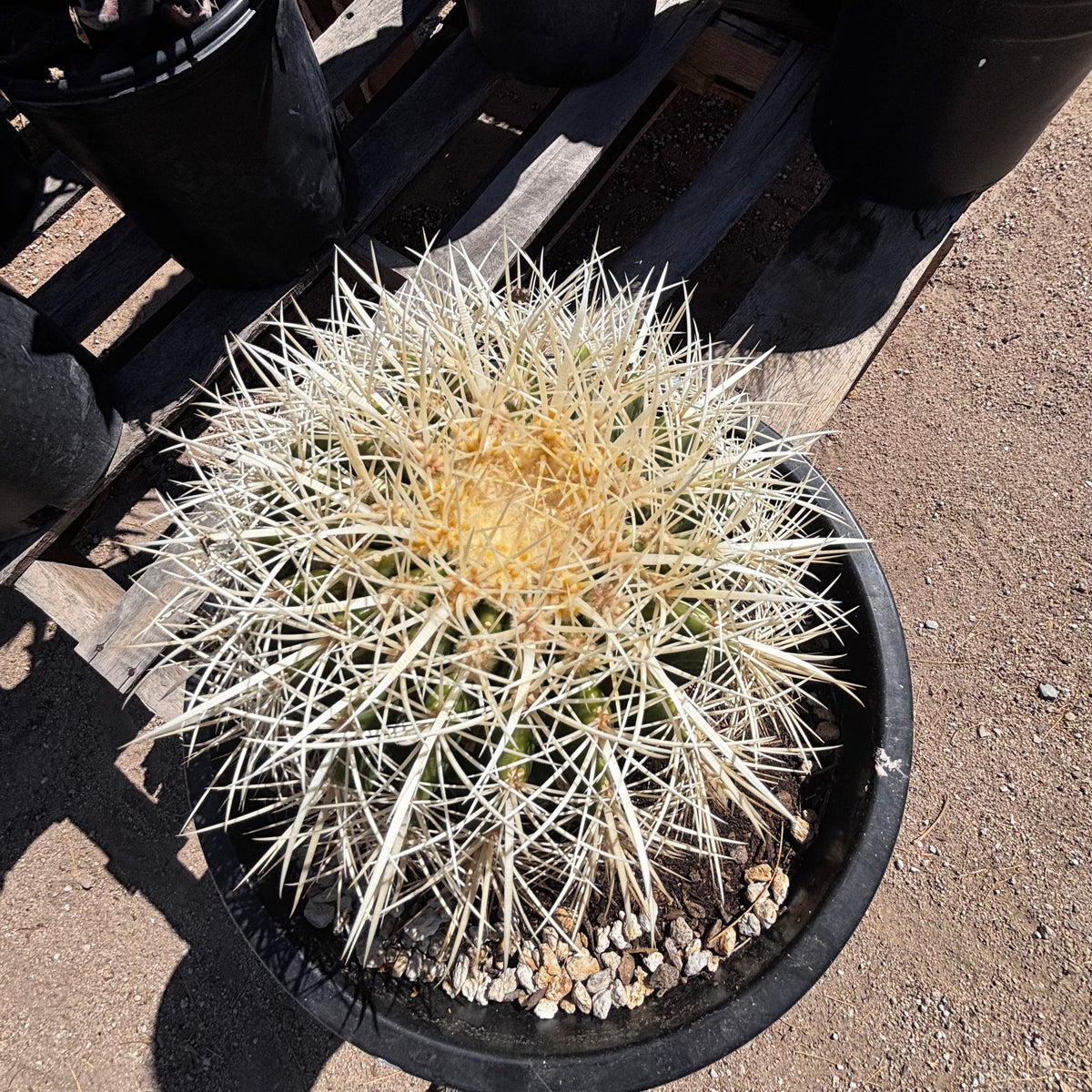 White spine golden barrel cactus Echinocactus grusonii for sale online