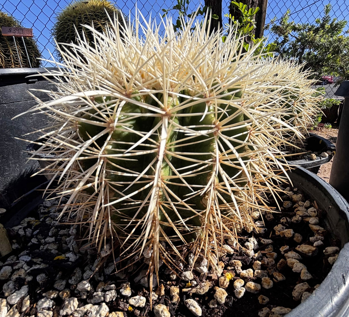 White spine golden barrel cactus Echinocactus grusonii for sale online