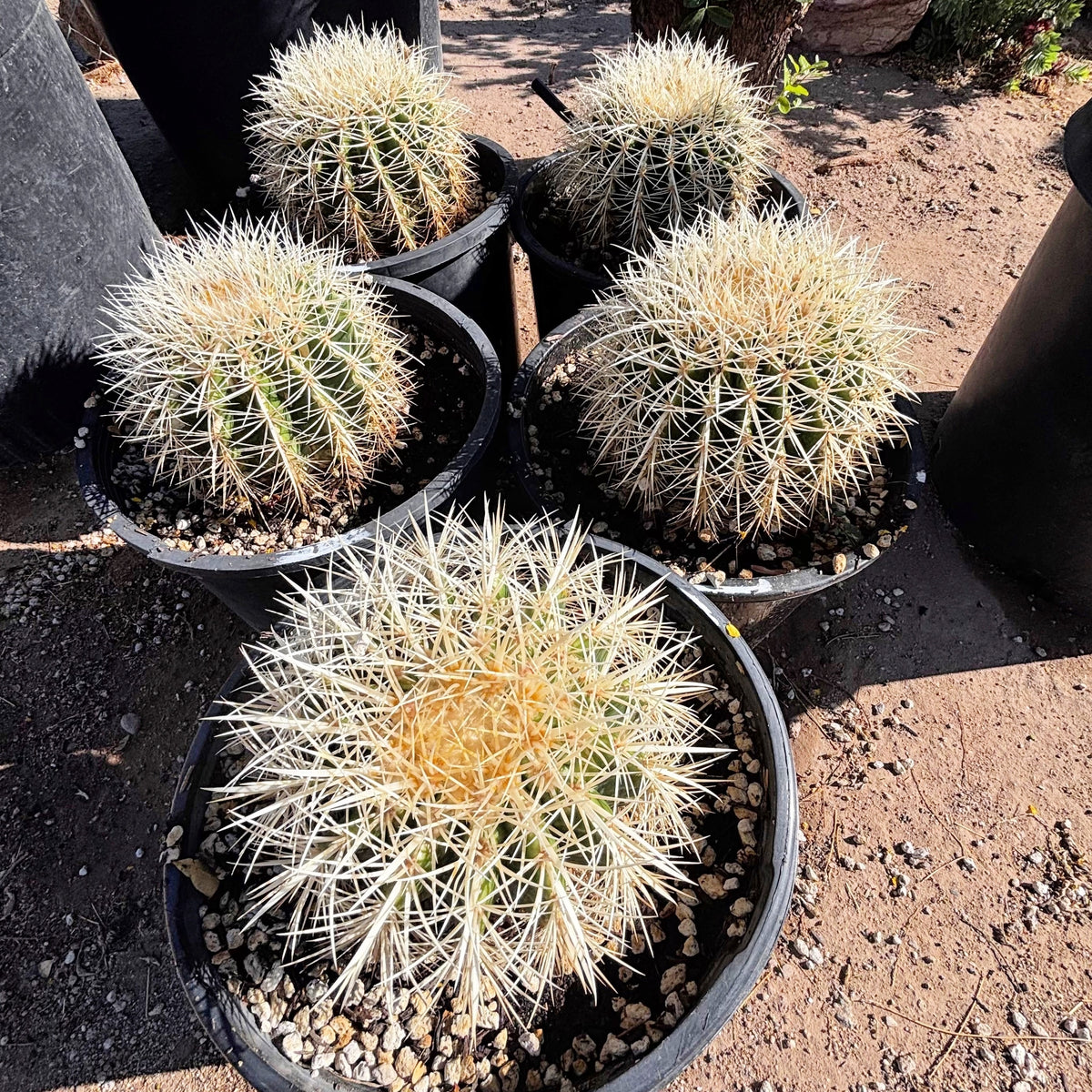 White spine golden barrel cactus Echinocactus grusonii for sale online