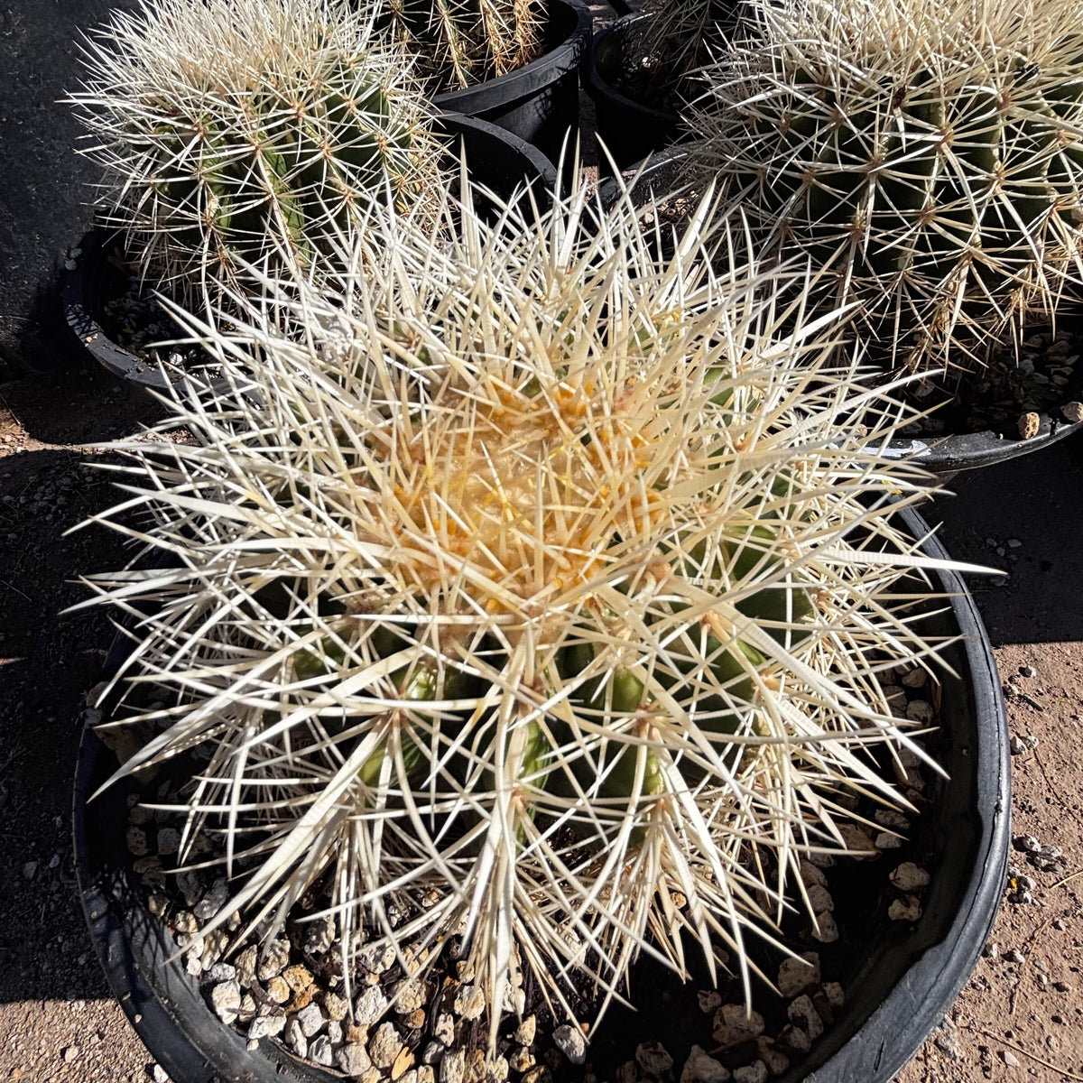 White spine golden barrel cactus Echinocactus grusonii for sale online