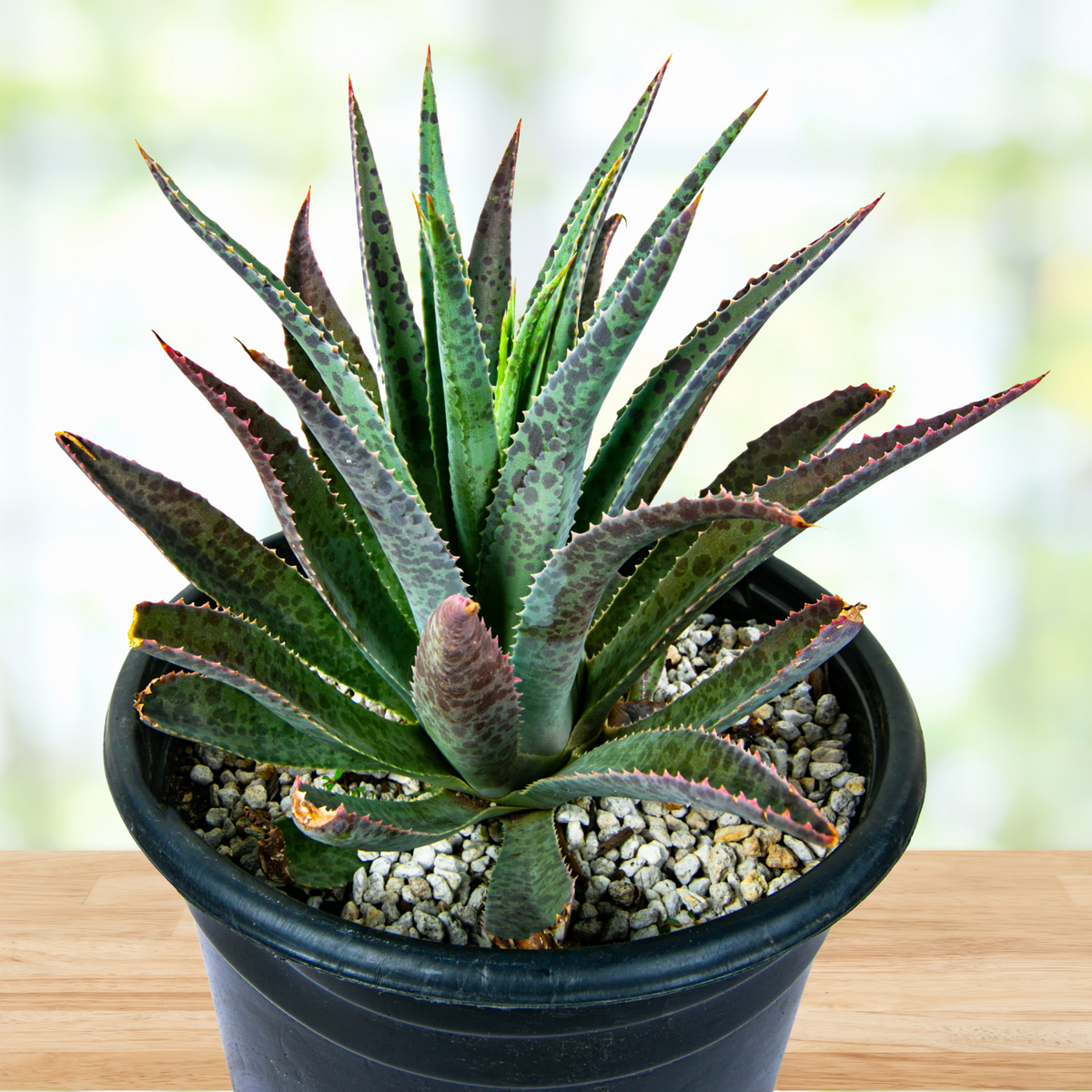 Potted Mangave 'Bloodspot' Succulent Plant on a wooden table