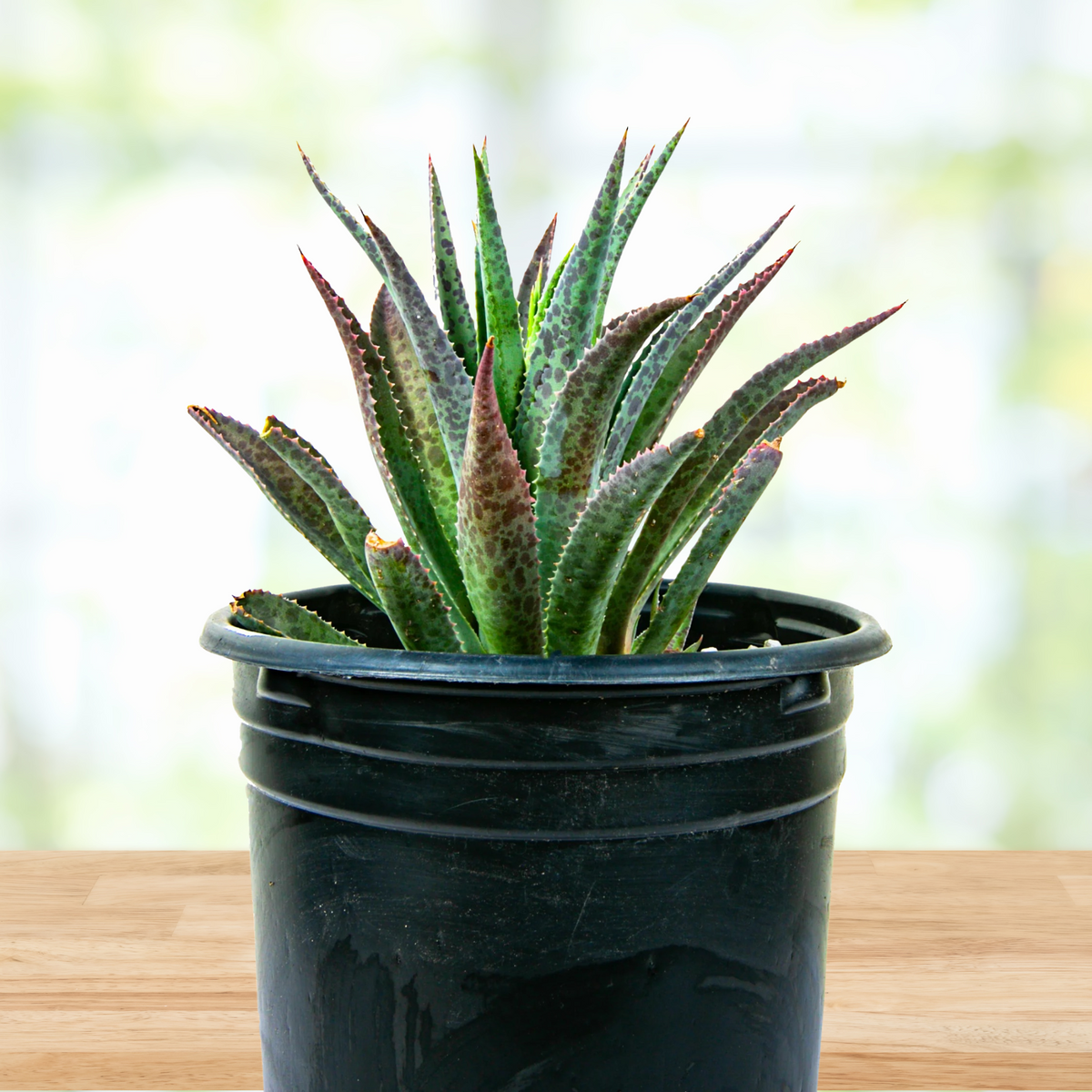 Potted Mangave 'Bloodspot' Succulent Plant on a wooden table