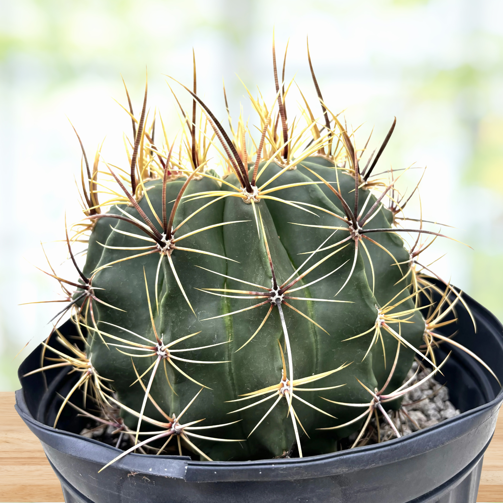 Potted Ferocactus histrix, candy barrel cactus on a wooden table with a blurred background