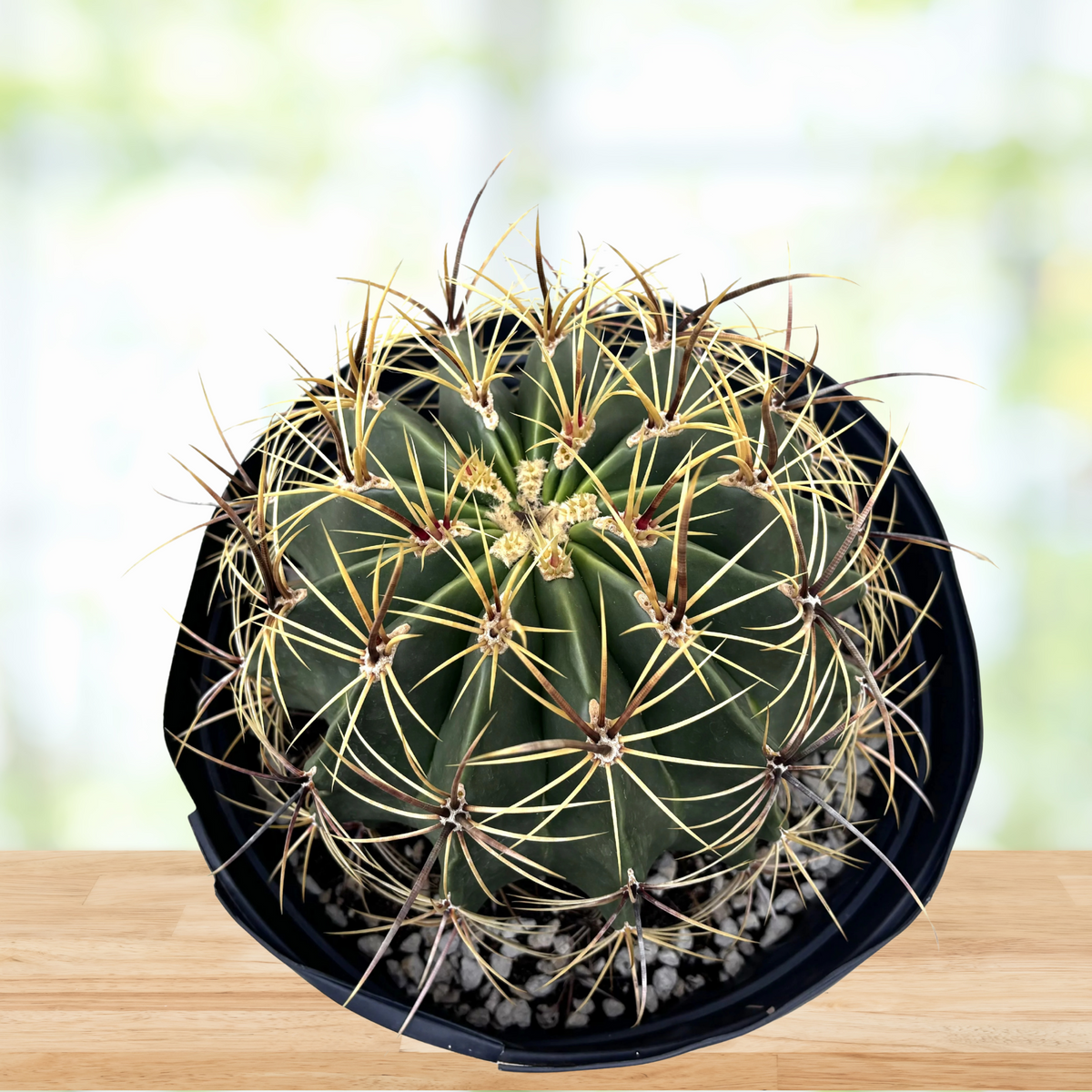 Potted Ferocactus histrix, candy barrel cactus on a wooden table with a blurred background