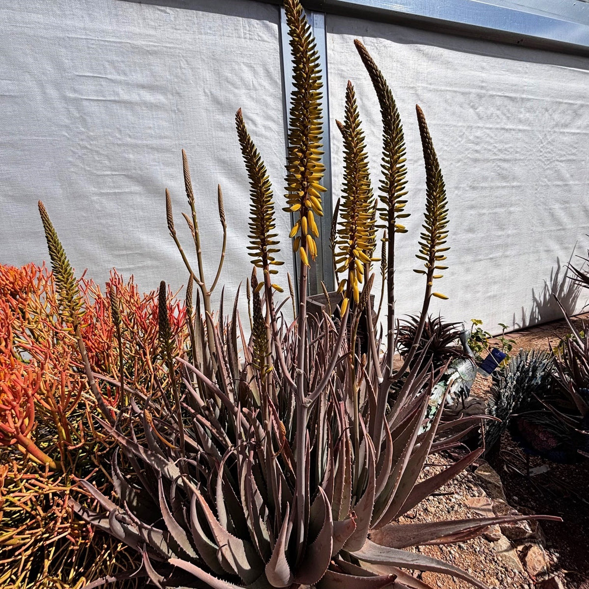 Yellow flower Blooming Large loe Barbadensis Aloe Vera Succulent Plants in a Xeriscape Landscape