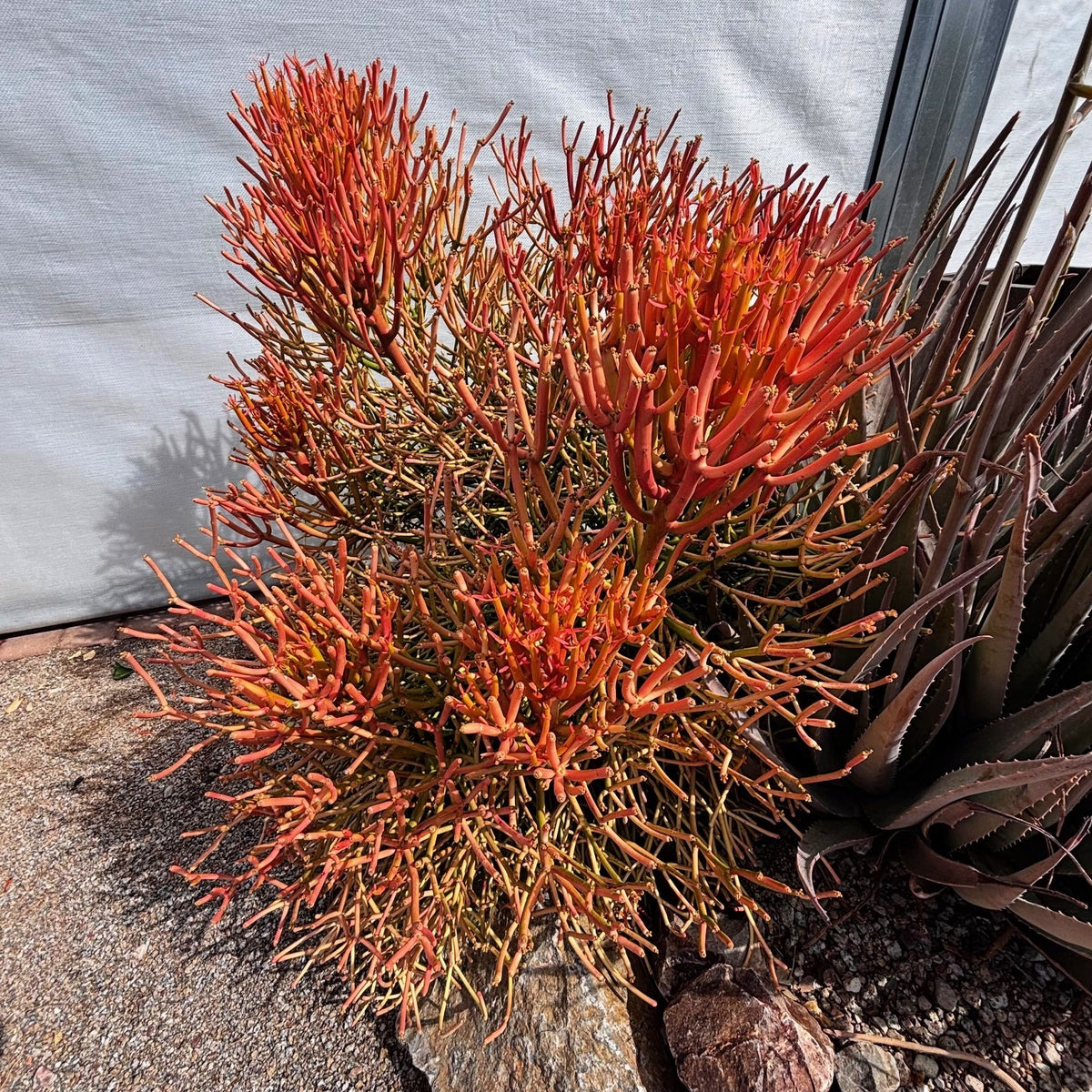 Euphorbia tirucalli 'Firesticks' Cactus Plant in a cactus garden
