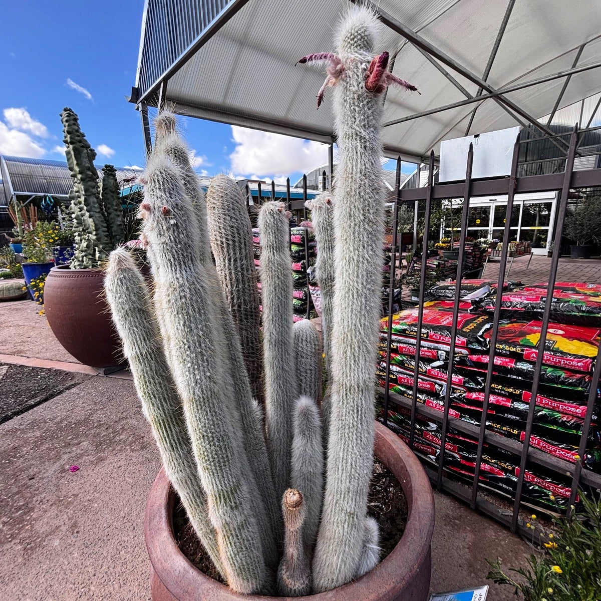 Potted Silver Torch cactus, cleistocactus straussi in a cactus nursery