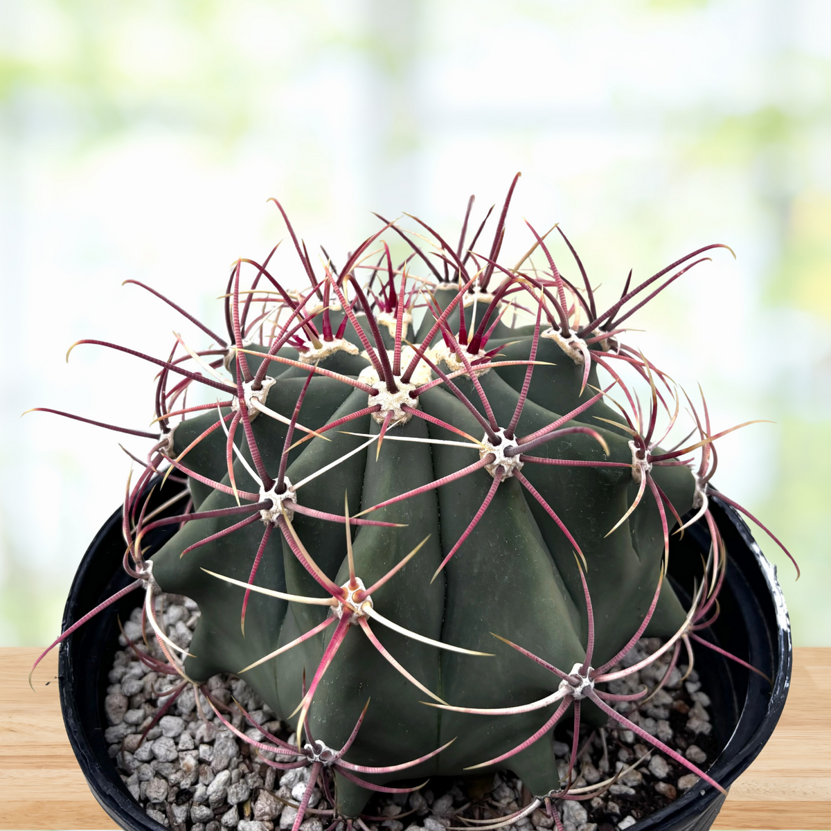 Ferocactus emoryi, Coville Fishhook barrel cactus in a pot on a wooden table