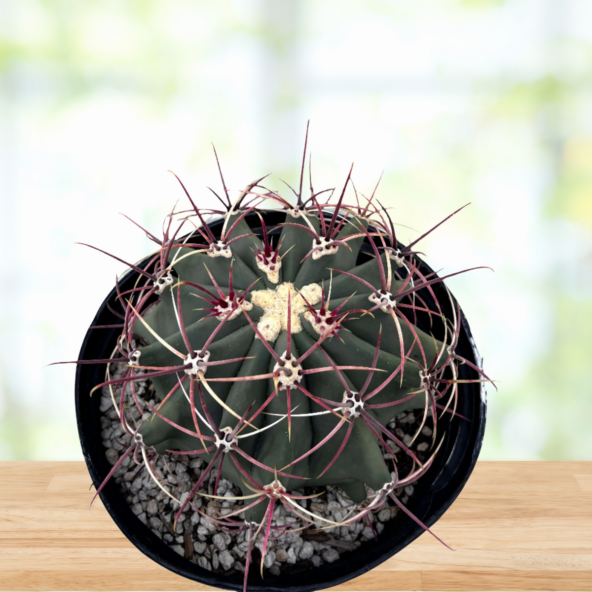 Ferocactus emoryi, Coville Fishhook barrel cactus in a pot on a wooden table