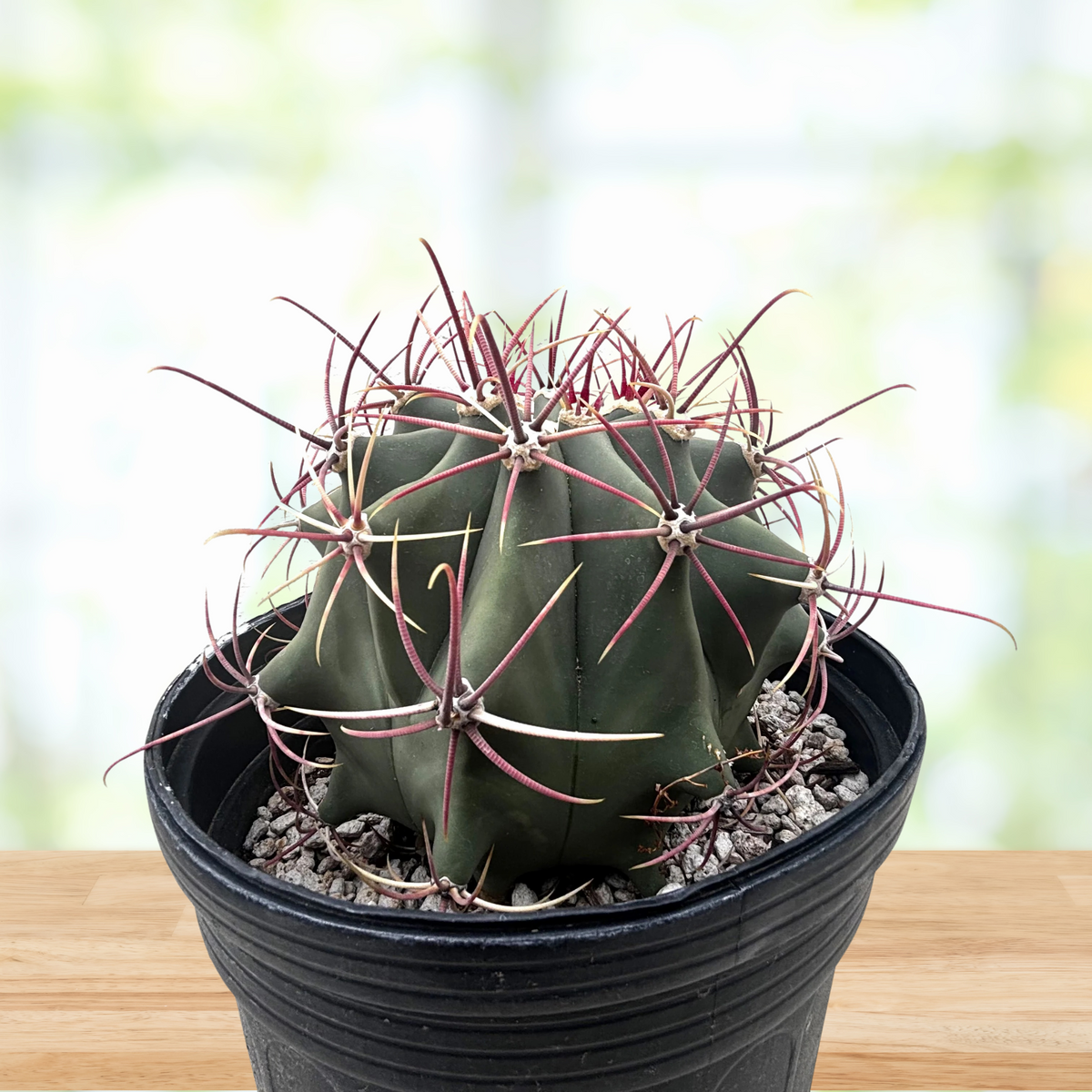 Ferocactus emoryi, Coville Fishhook barrel cactus in a pot on a wooden table