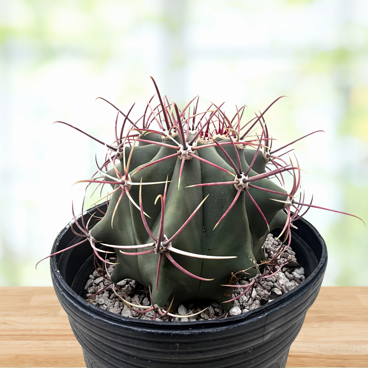 Ferocactus emoryi, Coville Fishhook barrel cactus in a pot on a wooden table
