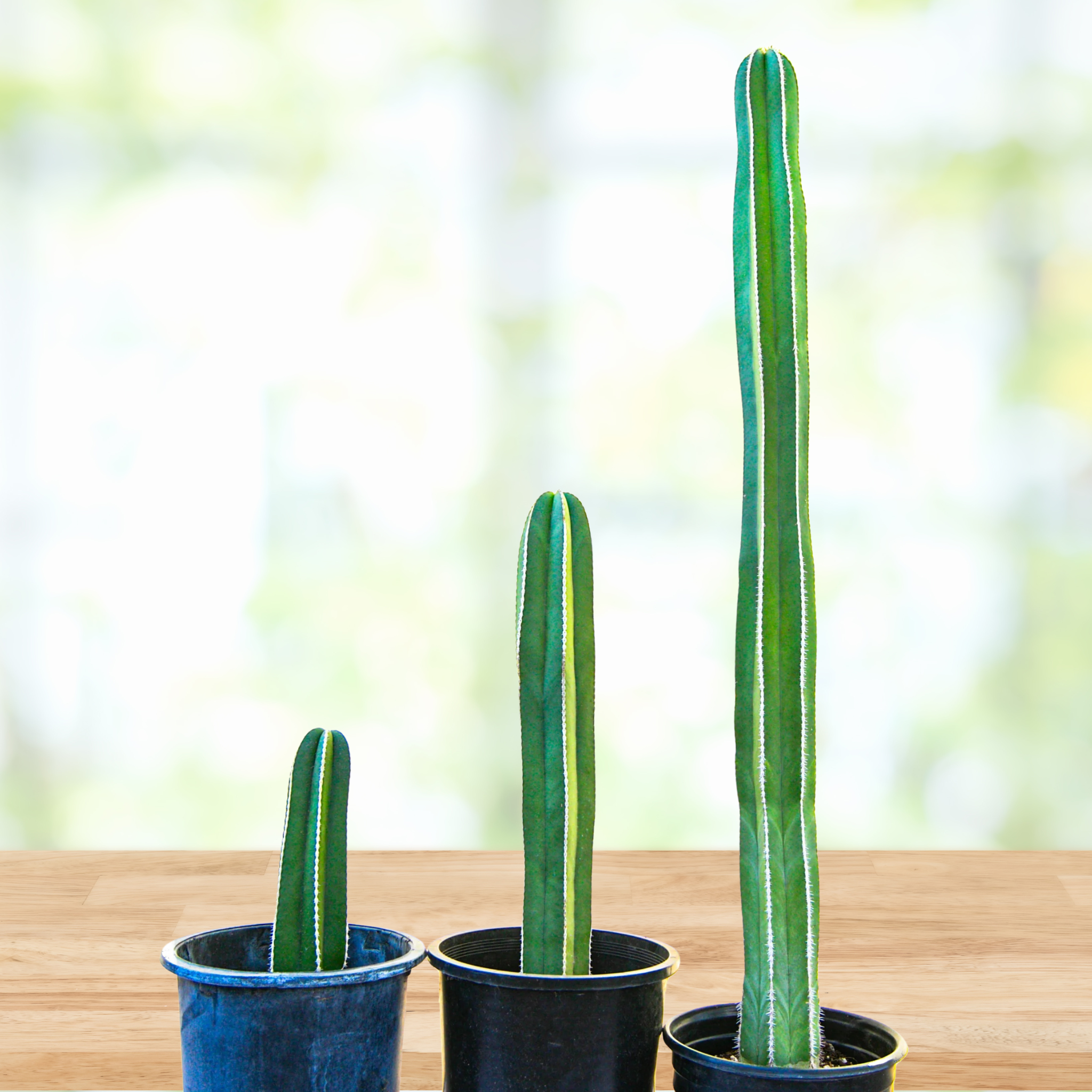 Three Mexican Fence Post Cactus, Pachycereus marginatus on a wooden table