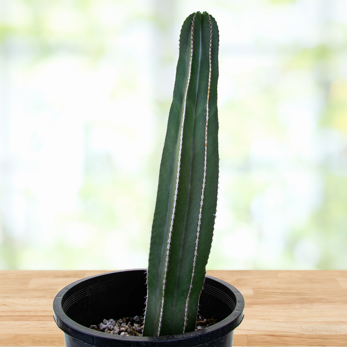 Potted Mexican Fence Post Cactus, Pachycereus marginatus on a wooden table