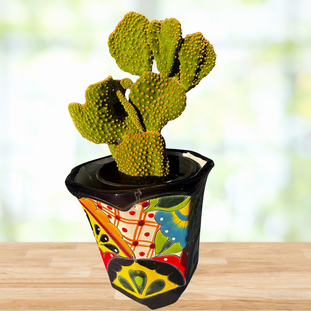 One Gallon Size Yellow Funny Bunny Angel Wings Opuntia microdasys monstrose potted in a decorative talavera pot on a wooden table