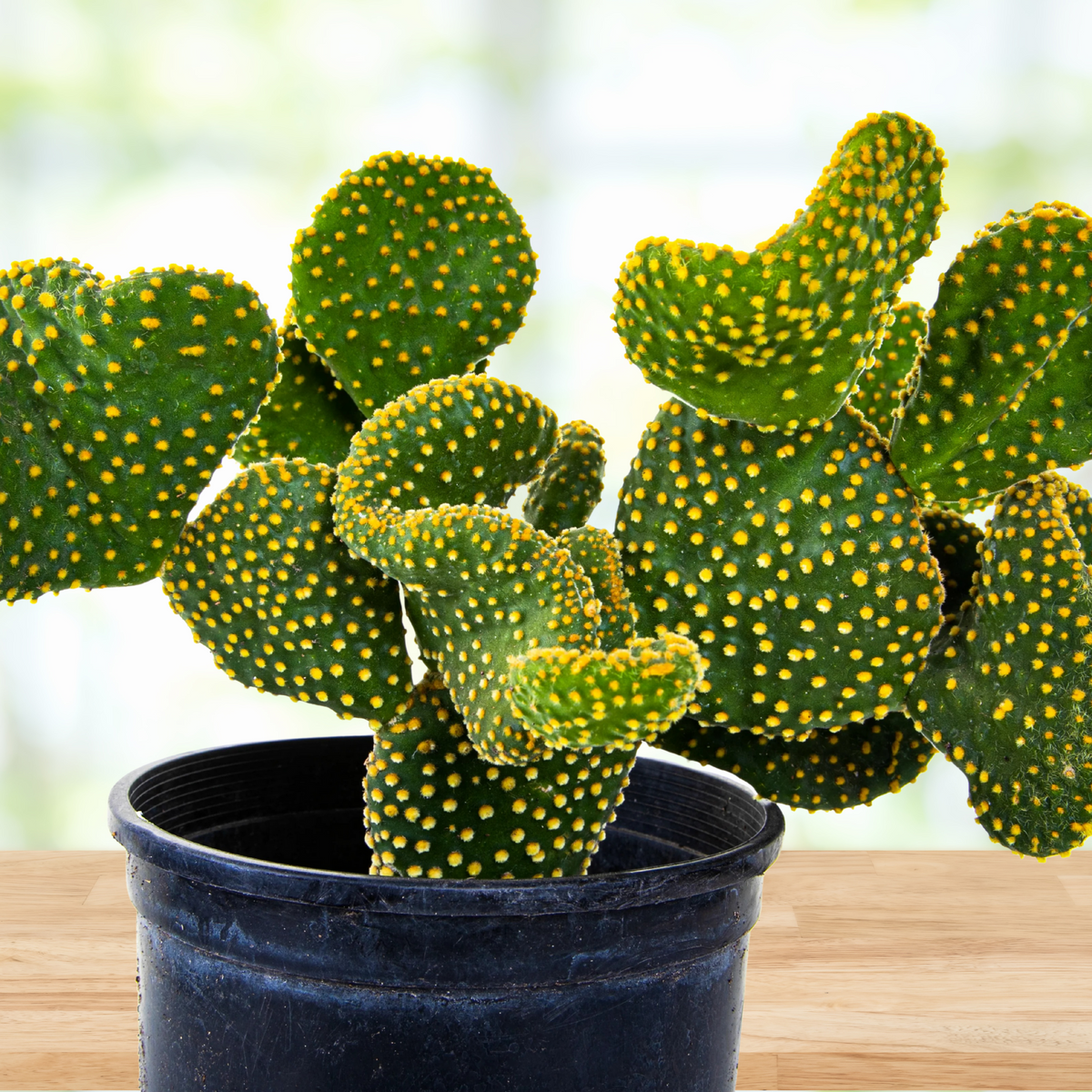 Funny Bunny Prickly Pear (Opuntia microdasys monstrose) in a decorative Talavera pot on a wooden table.