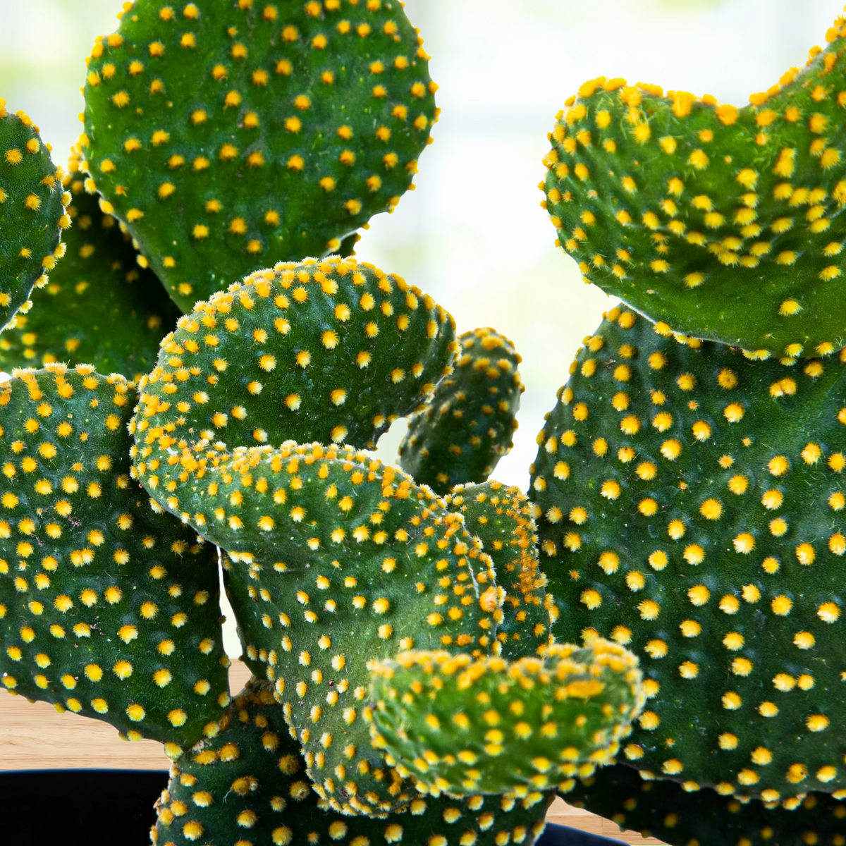Close up of a one Gallon Size Yellow Funny Bunny Angel Wings Opuntia microdasys monstrose potted in a decorative talavera pot on a wooden table