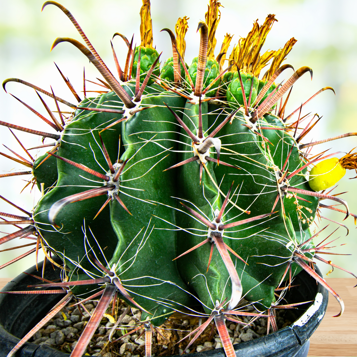 Ferocactus herrerae