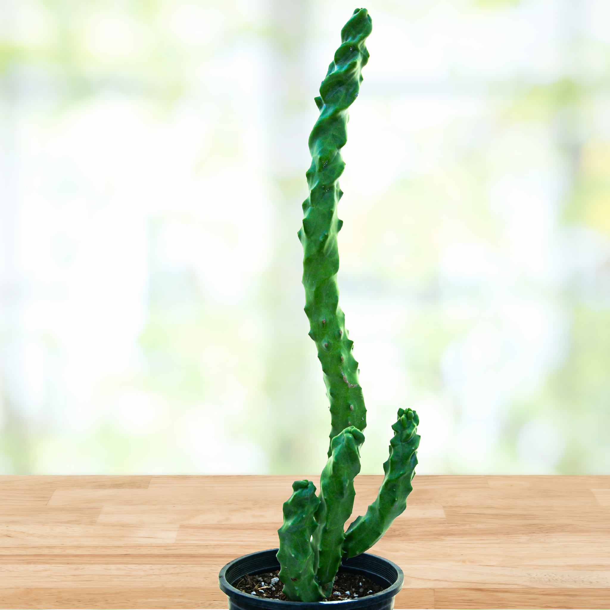 Potted Spiral totem pole cactus, Lophocereus schotti monstrose spiralis on a wooden table