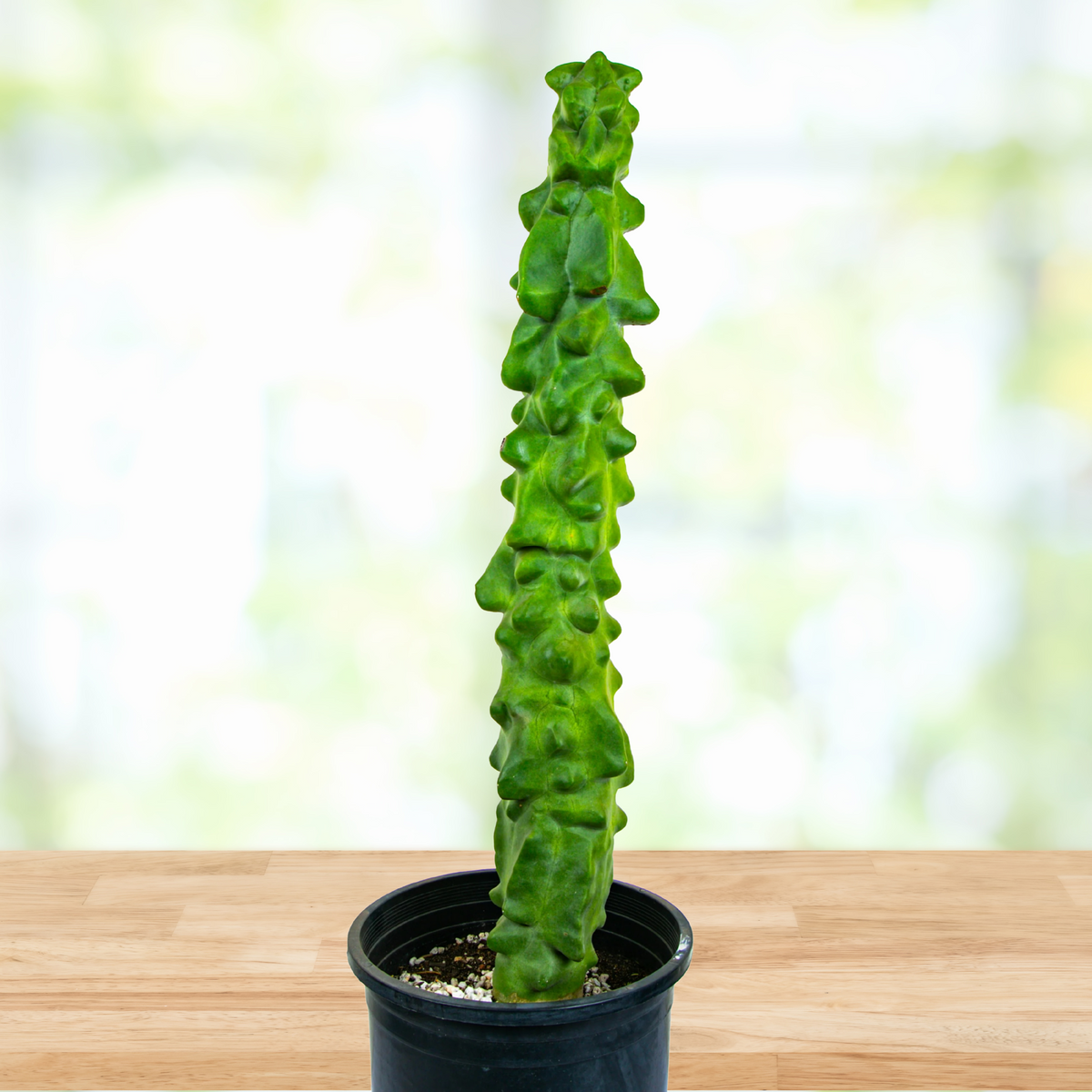 Potted Totem pole major cactus, Lophocereus schotti mostrosus on a wooden surface with a blurred natural background