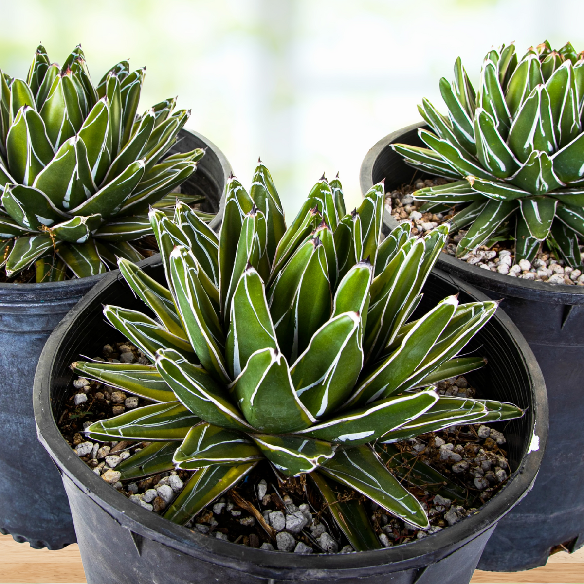 Three Variegated queen victoria agave, Agave victoria-reginae variegata, in pots against a blurred natural background