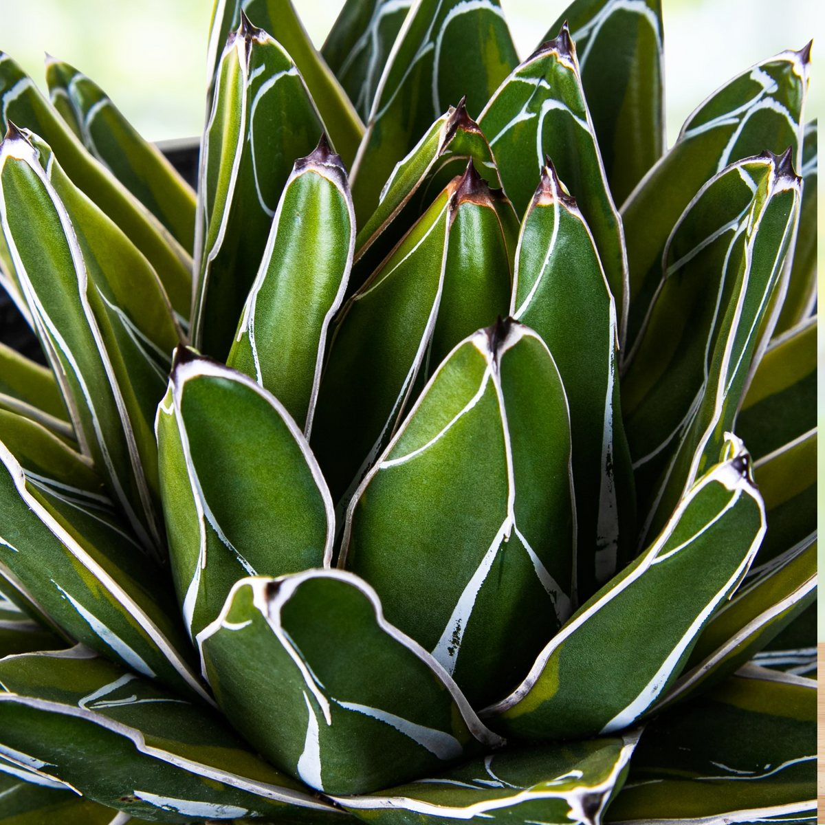 Close up of a variegated queen victoria agave, Agave victoria-reginae variegata, in a pot against a blurred natural background
