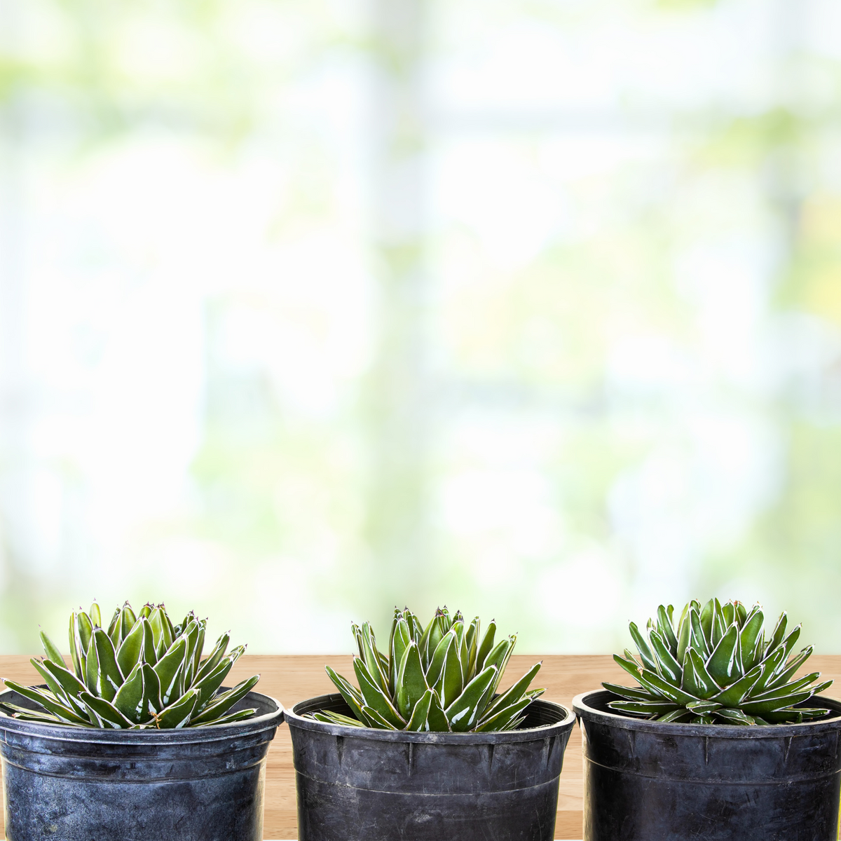 Three Variegated queen victoria agave, Agave victoria-reginae variegata, in pots against a blurred natural background