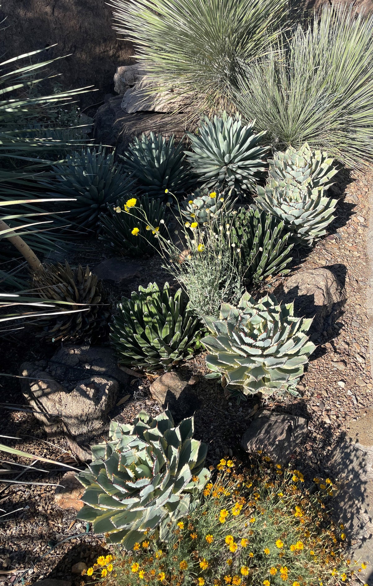 Variegated Butterfly Agave Century Plant Succulent in a Xeriscape Landscape