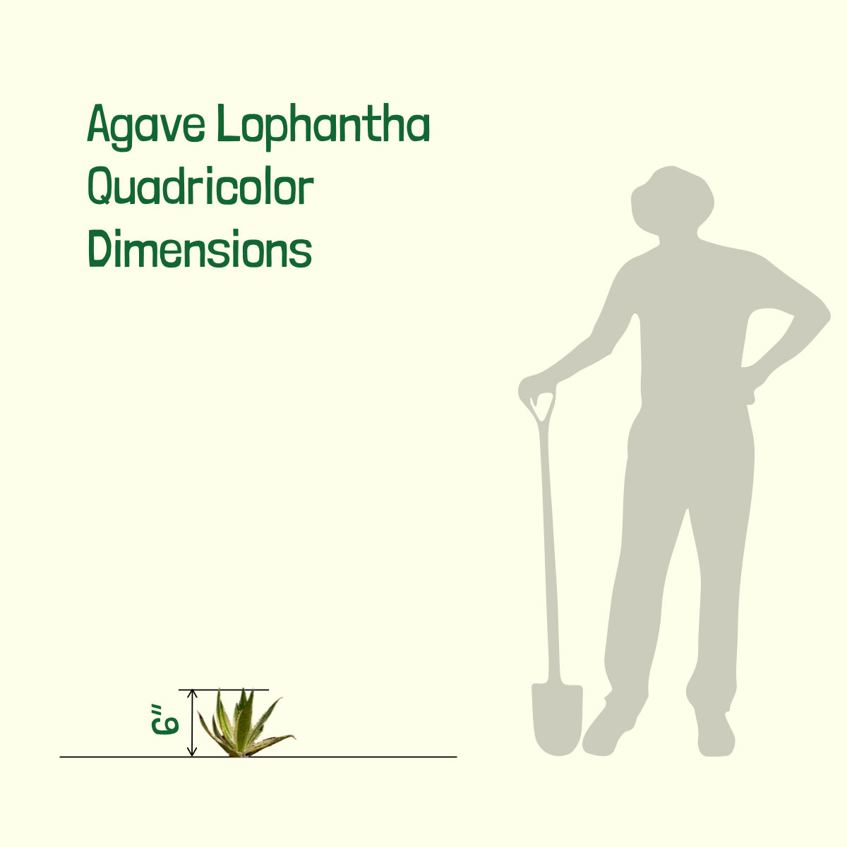 Dimensions of our Agave Lophantha Quadricolor Century Plant Succulent For Sale