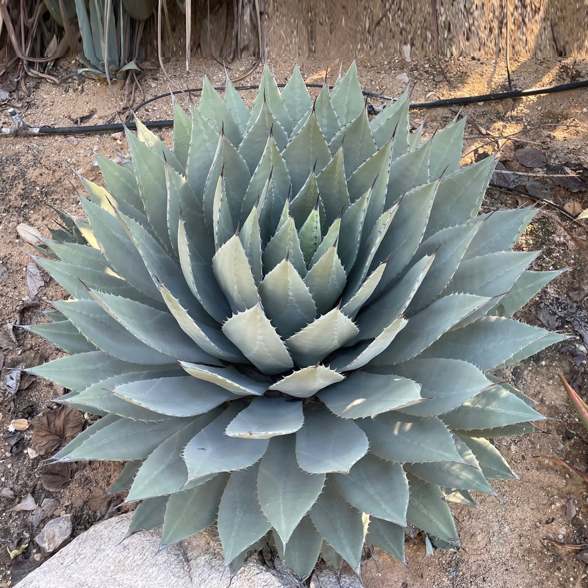 Large Mature and Tall Agave Parryi Huachucensis Artichoke Agave Century Plant Succulent in a Desert Landcape