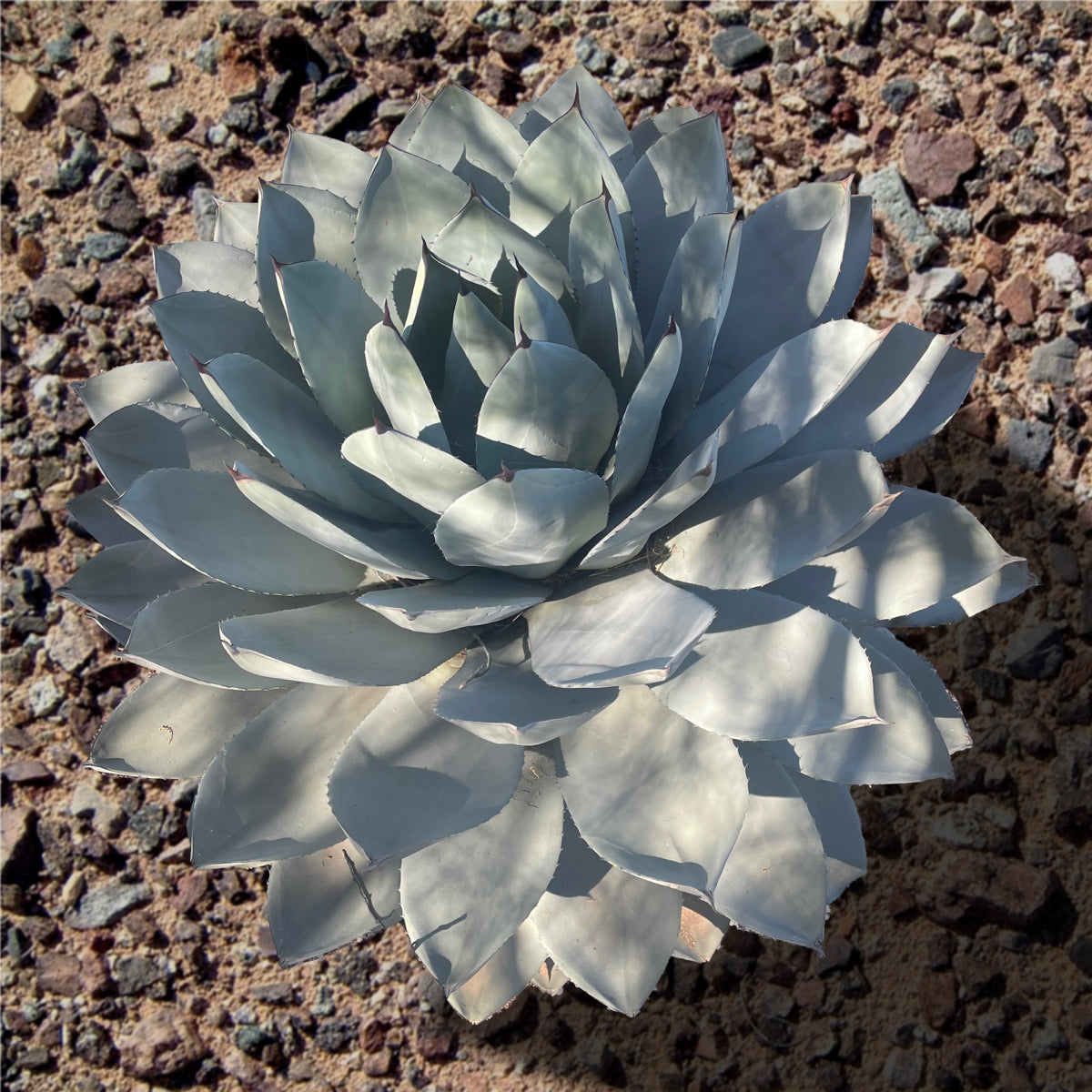 Agave Parryi Truncata Artichoke Agave Century Plant Succulent Planted in a Cactus Garden Landscape