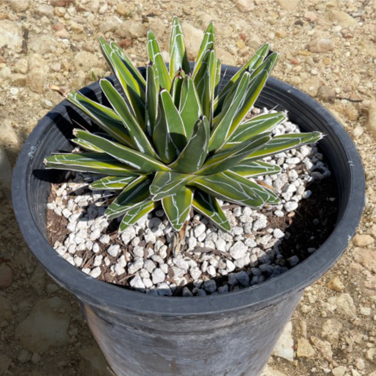 Variegated Queen Victoria Agave Century Plant For Sale Online in a 5gal Cactus Nursery Container