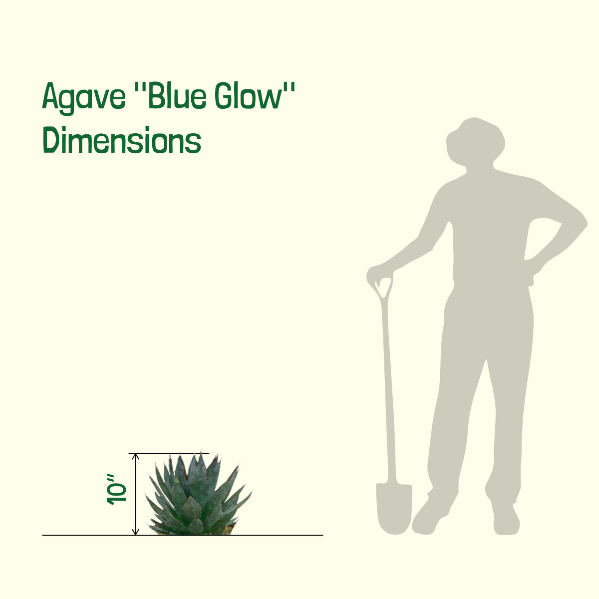 Size of our 5gal Agave "Blue Glow" Century Plant Succulent For Sale