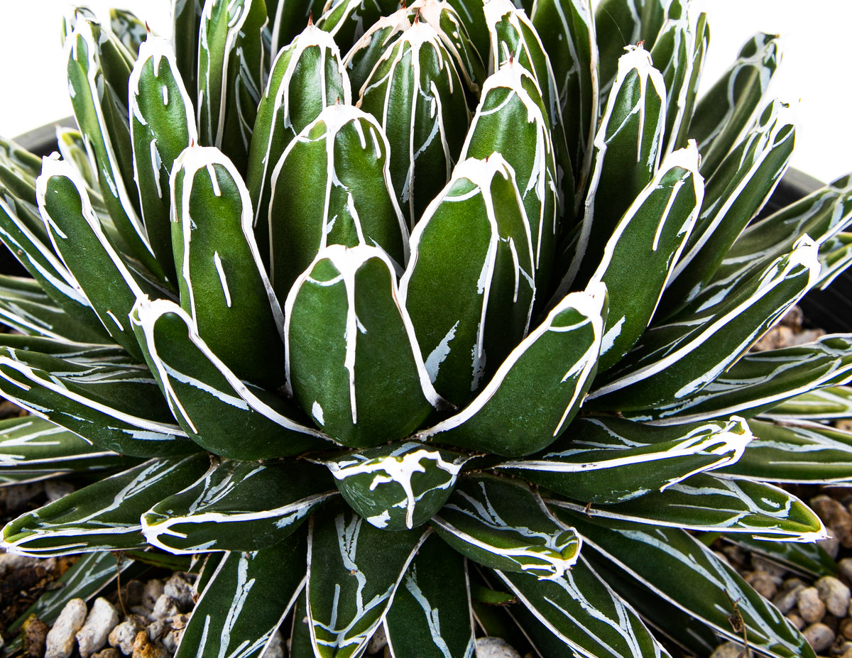 Close up of a Queen Victoria Agave Century Plant For Sale Online in a 5gal Cactus Nursery Container