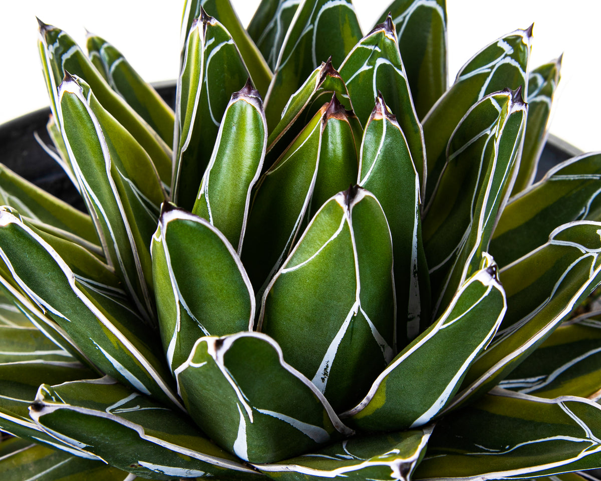 Variegated Queen Victoria Agave Century Plant For Sale Online in a 5gal Cactus Nursery Container