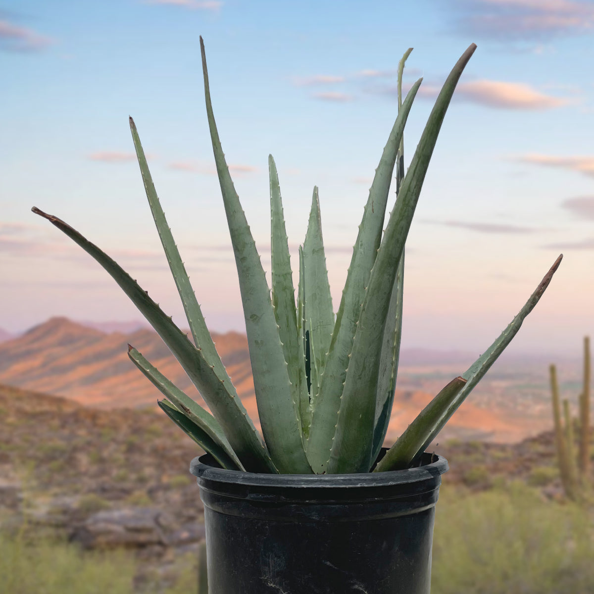 Large Live Aloe Barbadensis Aloe Vera Succulent Plant For Sale in a 5gal Cactus Nursery Pot