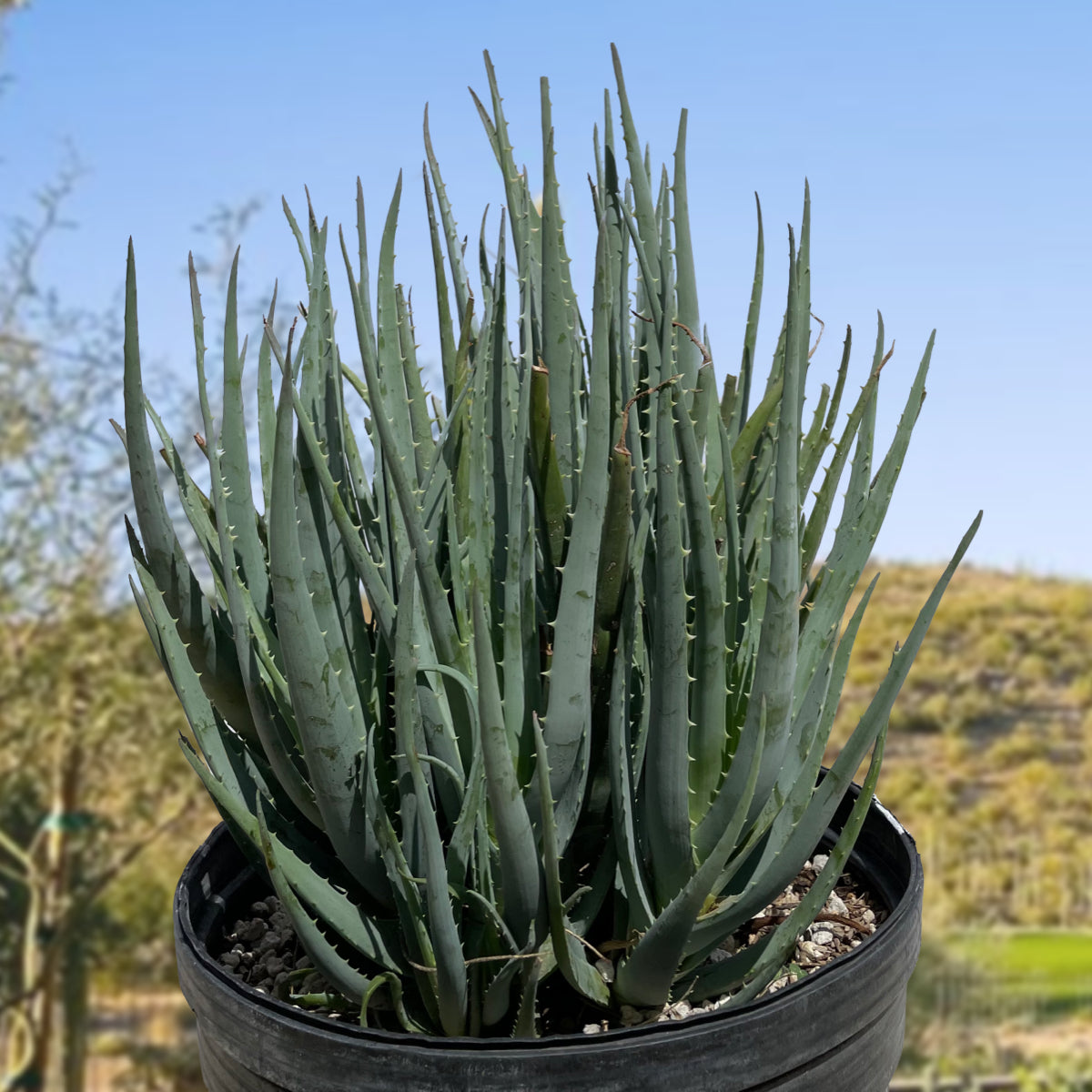 Large Live Aloe "Blue Elf" Succulent Plant for Sale in a 5gal Cactus Nursery Pot