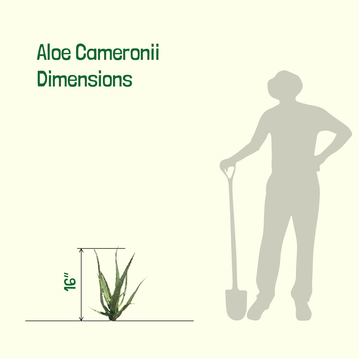 Size of Our Large Live Aloe Cameronii "Starfish" Succulent For Sale