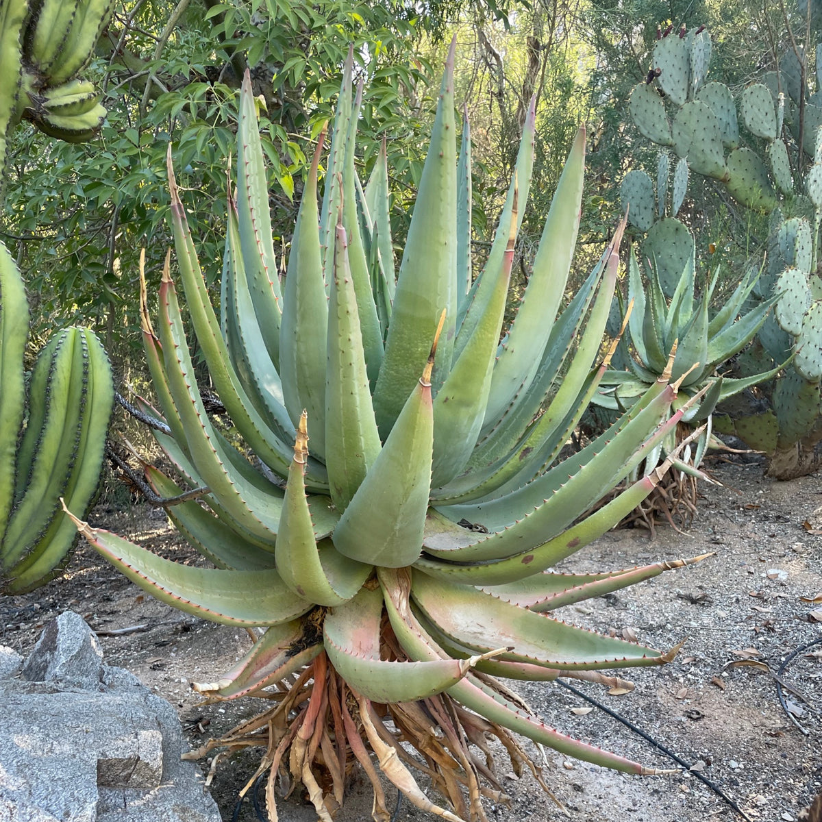 Blooming Large Live Aloe Ferox "Cape Aloe" Succulent Plant in a Desert Landscape