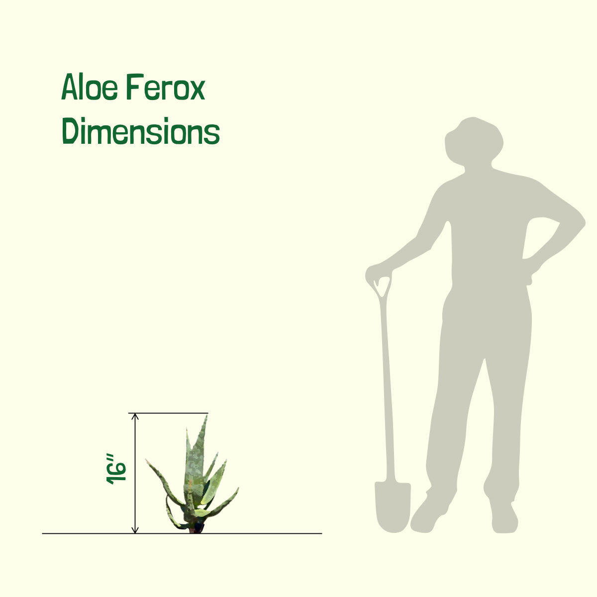 Size of our Large Live Aloe Ferox "Cape Aloe" Succulent Plant For Sale