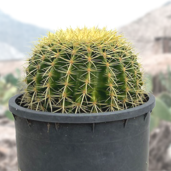 Golden Barrel Cactus Plant For Sale in a Cactus Nursery Pot